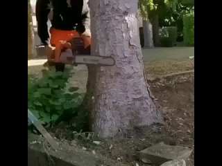 cutting trees the right way