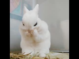 rabbit washes